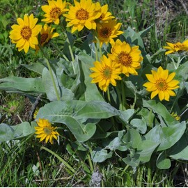 Earthcare Seeds Arrowleaf Balsamroot 125 Seeds Balsamorhiza sagittata