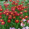 Outsidepride Chrysanthemum Robinson's Red - 5000 Seeds