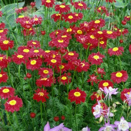 Outsidepride Chrysanthemum Robinson's Red - 5000 Seeds