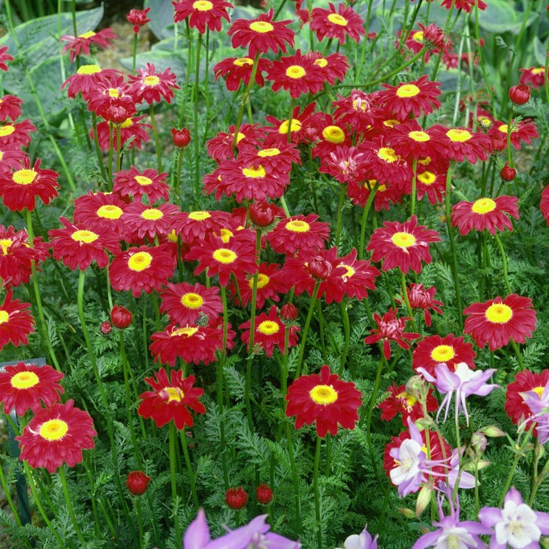 Outsidepride Chrysanthemum Robinson's Red - 5000 Seeds