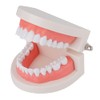 Teeth Model Dental Teaching Model Removable Denture Brushing Practice for