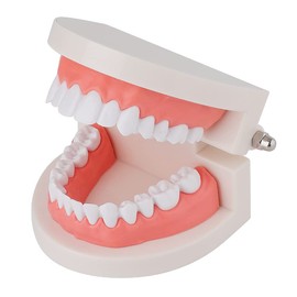 Teeth Model Dental Teaching Model Removable Denture Brushing Practice for Student Kid Teaching Study and Education