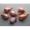 Generic Fresh Shallots, USA Grown, Non-GMO, Allium schoenoprasum (Sweet Onion),