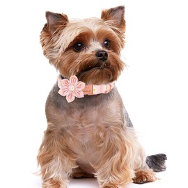 Babole Pet Dog Collar with Pink Daisy Flower Tie,Cotton Dog Collar with Safety Metal Buckle Adjustable Puppy Collars for Small Medium Large Boy&Girl Dog,Small,Neck 10"-16"