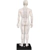 K.S. Choi Corporation Male Acupuncture Model 20" with Chinese and