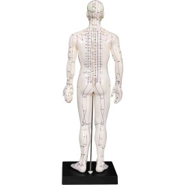 K.S. Choi Corporation Male Acupuncture Model 20" with Chinese and English Points