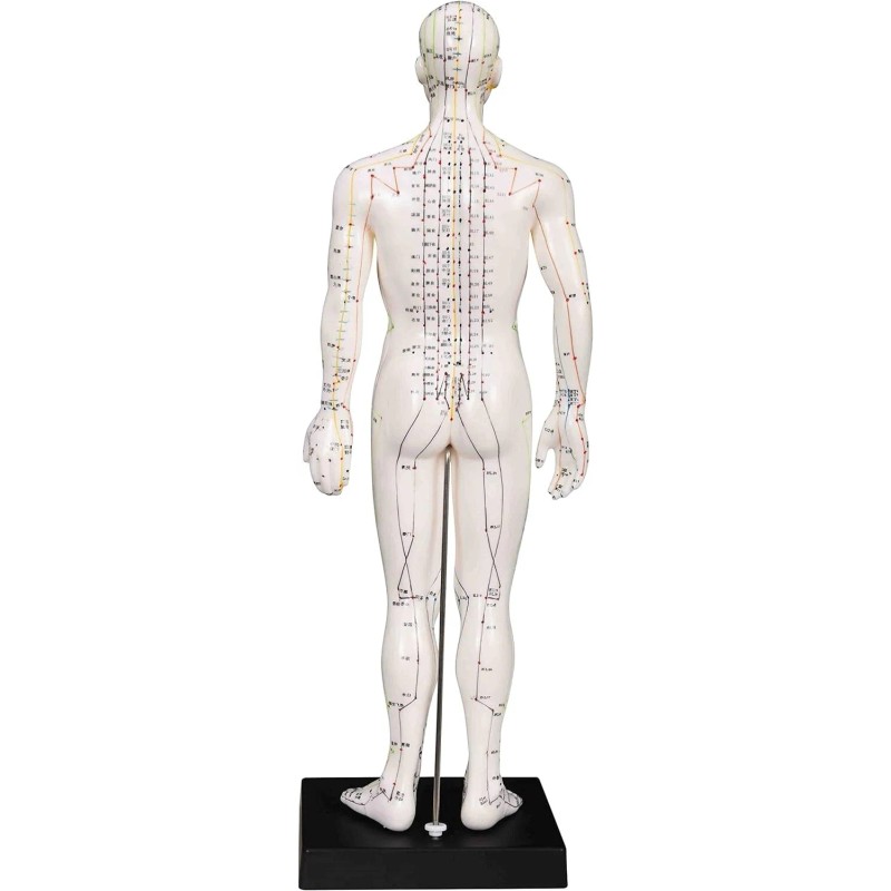 K.S. Choi Corporation Male Acupuncture Model 20" with Chinese and