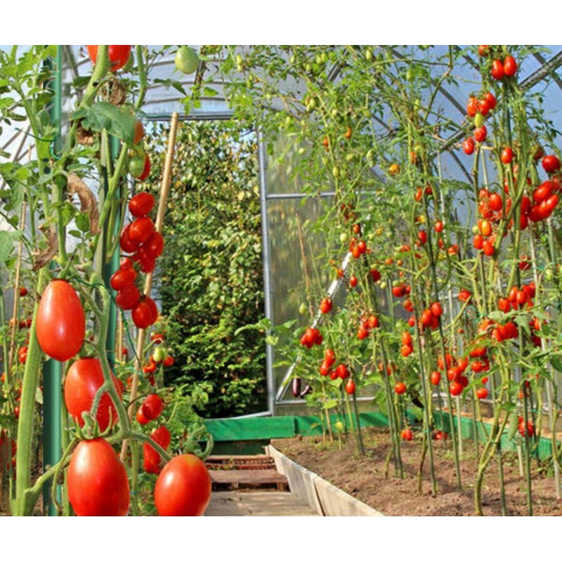 EcoStake 4ft Garden Stakes for Plants Vegetable Fence Post, 1/4"