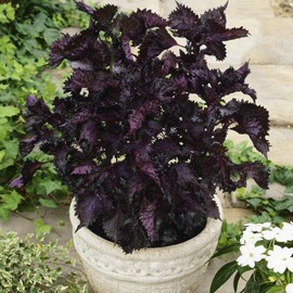 Outsidepride 2000 Seeds Annual Perilla Frutescens Beefsteak Plant Herb Garden Seeds for Planting