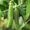 60 Early Frosty Pea Seeds for Planting Heirloom Non GMO