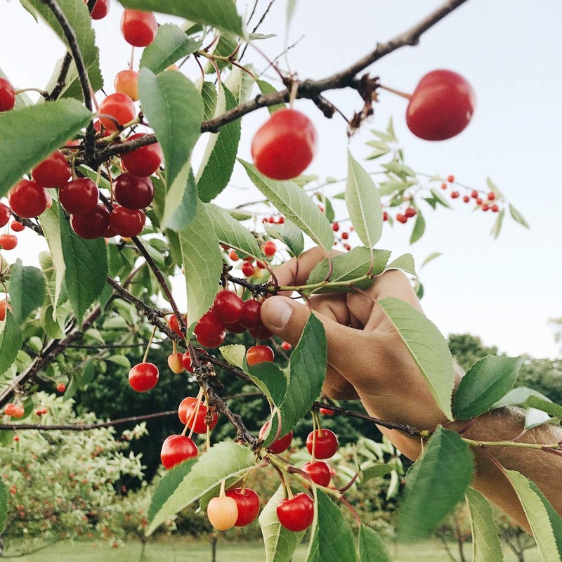 Cherry Republic Original Cherry Salsa - Medium Spice Chunky Sweet