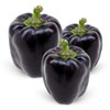 Black Sweet Bell Pepper Seeds for Planting Around 25 Seeds