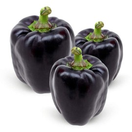 Black Sweet Bell Pepper Seeds for Planting Around 25 Seeds