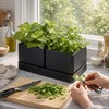 Herb Garden Planter Set with Saucer, Black, 76-Q-B-1