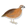 Quail - 5" Vinyl Sticker - for Car Laptop I-Pad