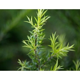 AWAD Tea Tree Pure Essential Oil - 2.5 oz/75 ML + Free Carrier oil 10 ml