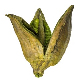 Vickerman 656327-3-4" Basil Sora Pods 25Pk (H2SORB100-1) Dried and Preserved Foliage