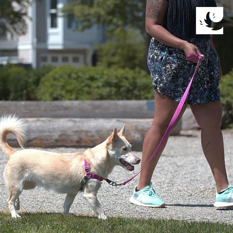 RC Pets Gentle-Fit Trail Smart Reflective Pace No Pull Harness