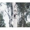 Health & Wild Grass Tea Center Chaga Tea Kabanoanatake Russian