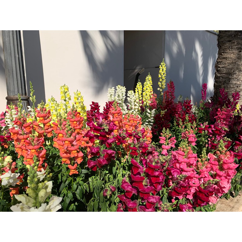 RAISE ME UP: Snapdragon Magic Carpet Mix Low Dwarf Delphinium