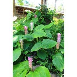 Curcuma aeruginosa 'Indian Surprise' - Magenta, Heat-Loving Ginger, Pack of 3 Perennial rhizomes by The Southern Bulb Company