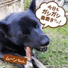 Deer Antler 5.9 inches (15 cm), 1 Bottle, Dog, Gum,