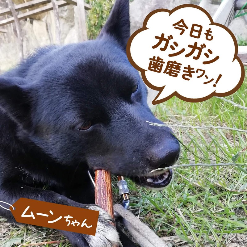 Deer Antler 5.9 inches (15 cm), 1 Bottle, Dog, Gum,