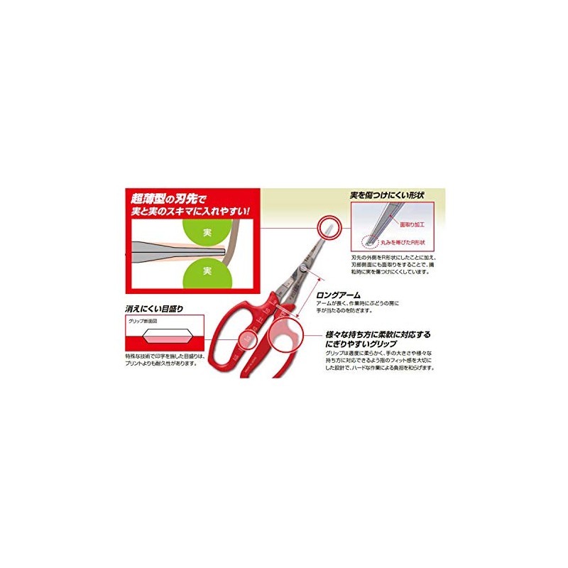 Ars Grape Picking Shears, Straight Blade, Blister Pack 321DX-T-BP
