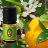 Primavera Organic Fragrance Oils for Aromatherapy 5 ml Each Petit