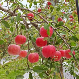 Santiam Nursery Japanese Fuji Apple Tree, bare root, 红富士苹果， ふじりんご