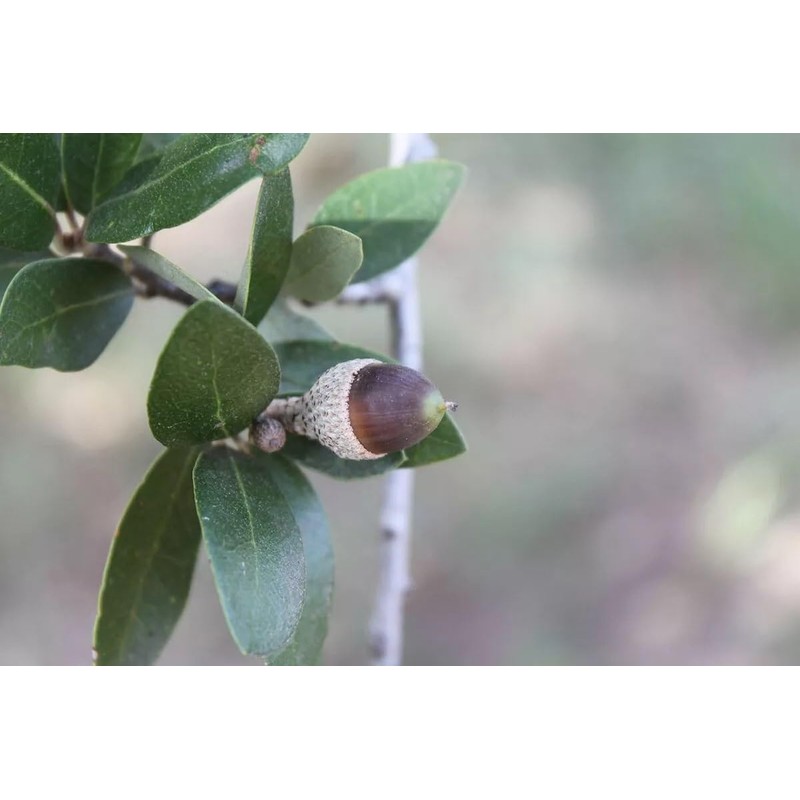 20 Fresh Acorns - Canyon Live Oak Tree Seeds for