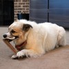 SPOT Dura-Fused Leather Retriever Dog Toy – Real Leather &
