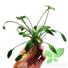 Planterest - Cryptocoryne Lutea Potted Tropical Easy Live Aquarium Plants Decorations for Fish Tank BUY2GET1FREE Underwater Gardening Green Aquascape