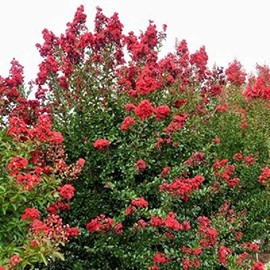 New Life Nursery & Garden-Ruffled Red Magic Crape Myrtle, Full Gallon Pot