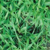 Seed Ranch Carpetgrass Seeds "Premium Grade Coated" 5 Lb.