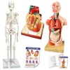 2024 Newest Design Human Skeleton Model,Heart Models-Best Anatomy Model Bundle