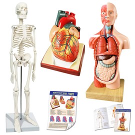 2024 Newest Design Human Skeleton Model,Heart Models-Best Anatomy Model Bundle Set of 3 Hands-on 3D Model Study Tools for Medical Student or as Educational Kit for Kids