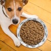Dog Food and Water Bowl AntiSlip Base Stainless Steel Pet