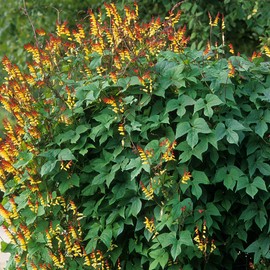 Outsidepride Mina Lobata - 100 Seeds