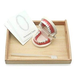 DANNI Montessori Kids Practical Life Simulated Tooth Toy Brushing Tooth Teaching Aids Real Wood Brush with Tray Preschool Toys for Children (Tooth Set with Tray+Card)