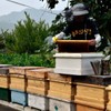 천연 벌화분 500g 먹는 꿀벌 화분 도토리화분(건조화분) Natural Bee Pollen
