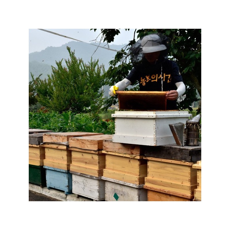 천연 벌화분 500g 먹는 꿀벌 화분 도토리화분(건조화분) Natural Bee Pollen