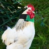 POPETPOP 2pcs Rooster Collar, No Crow Adjustable Chicken Collar, Anti