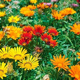 New Day Series Gazania Flower Garden Seeds - Rose Stripe - 100 Seeds - Annual Flower Gardening Seeds - Gazania splendens
