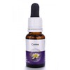 Living Essences Correa 15ml