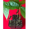 New and Healthy Red Theobroma Cacao Cocoa Chocolate Tropical Fruit
