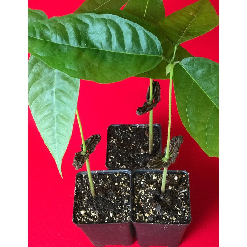 New and Healthy Red Theobroma Cacao Cocoa Chocolate Tropical Fruit
