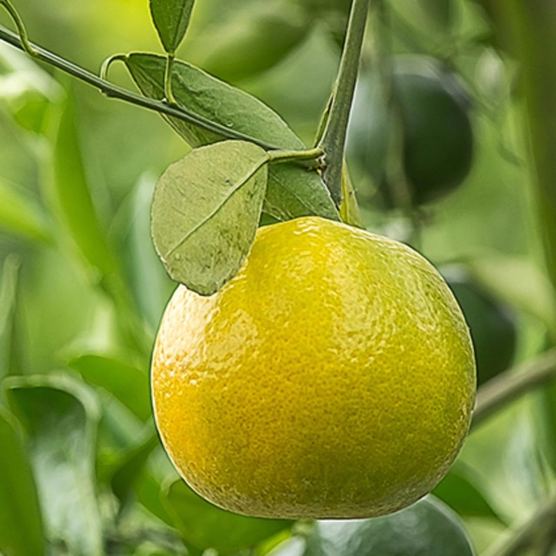 Bergamot FCF (Bergapten Free) 100ml Incent Essential Oil Essential Oil