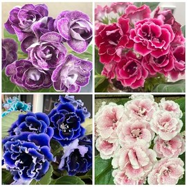 1000+ Perennial Mix Gloxinia Brocade Flower Seeds for Planting-Low Maintenance Flower Seeds for Home Garden-Great for Shaded Gardens & Cut Flower Arrangements