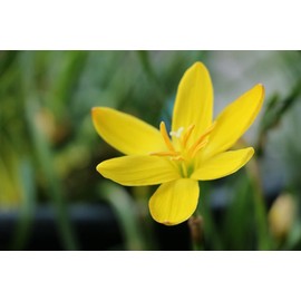 Zephyranthes citrina 'Yellow Rain Lily' 10 Bulbs/Traditional Flowers That Bloom Multiple Times All Summer by The Southern Bulb Company